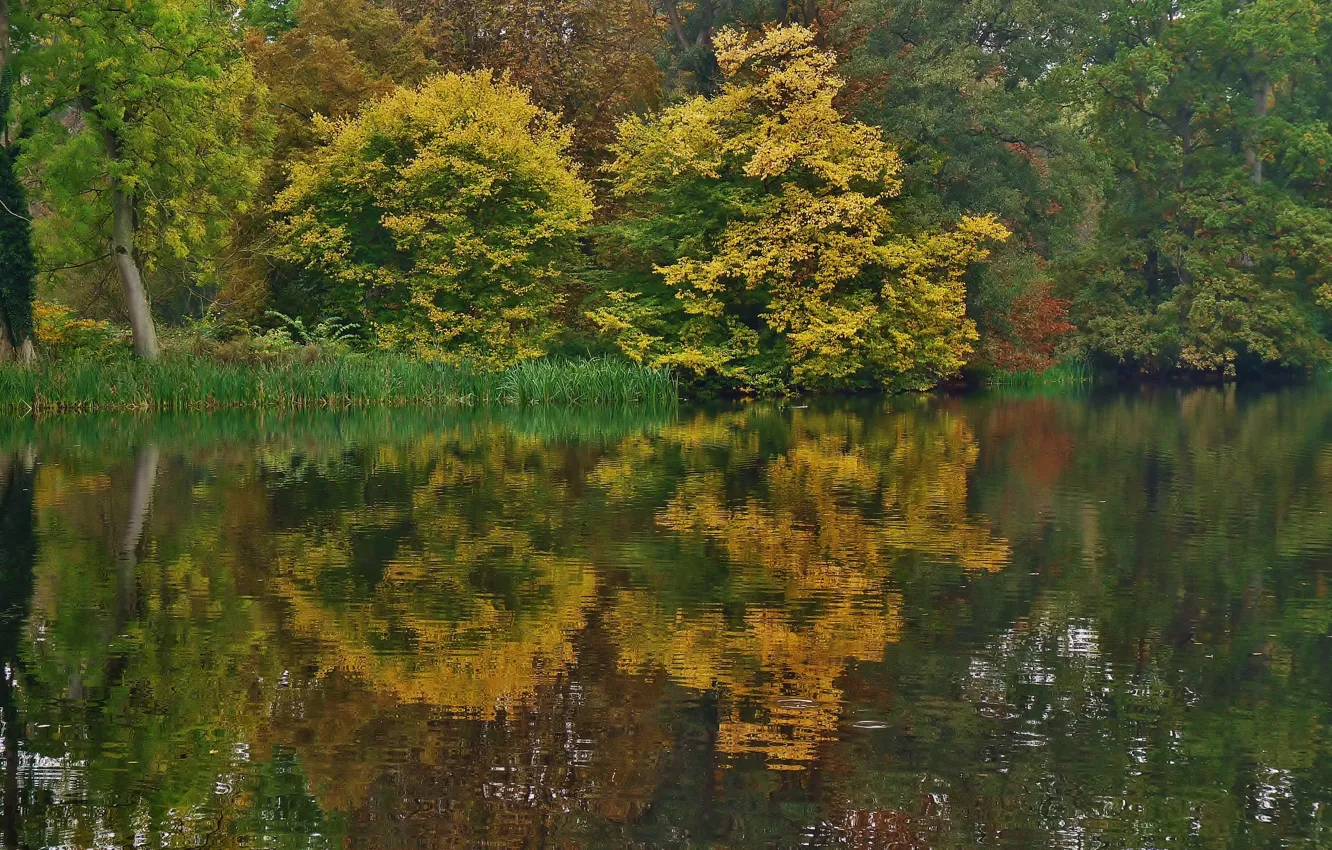 Photo wallpaper autumn, trees, nature, lake, reflection, trees, nature, water