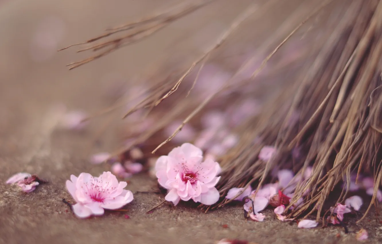 Photo wallpaper flowers, petals, pink