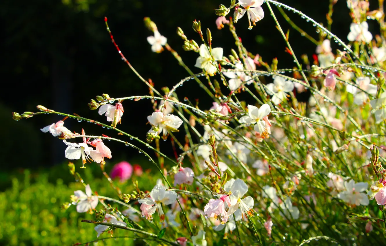 Photo wallpaper flower, garden, blooming