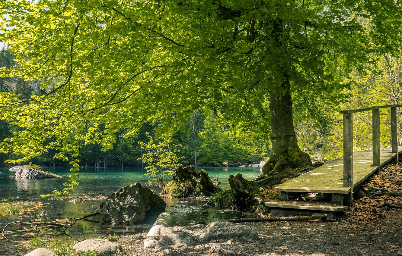 Photo wallpaper greens, forest, summer, the sun, trees, lake, stones, France