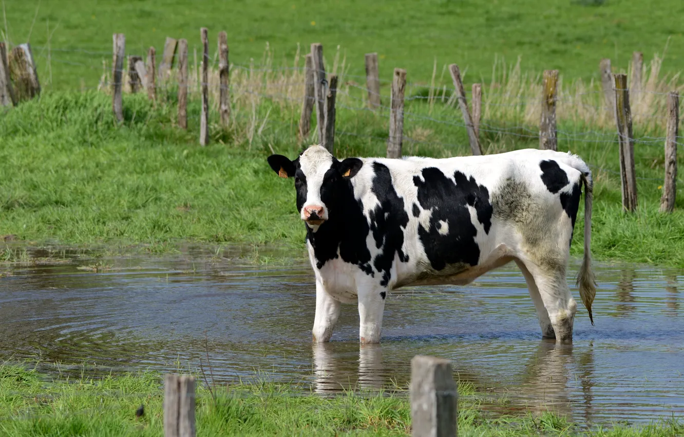 Photo wallpaper the fence, cows, bathing, river