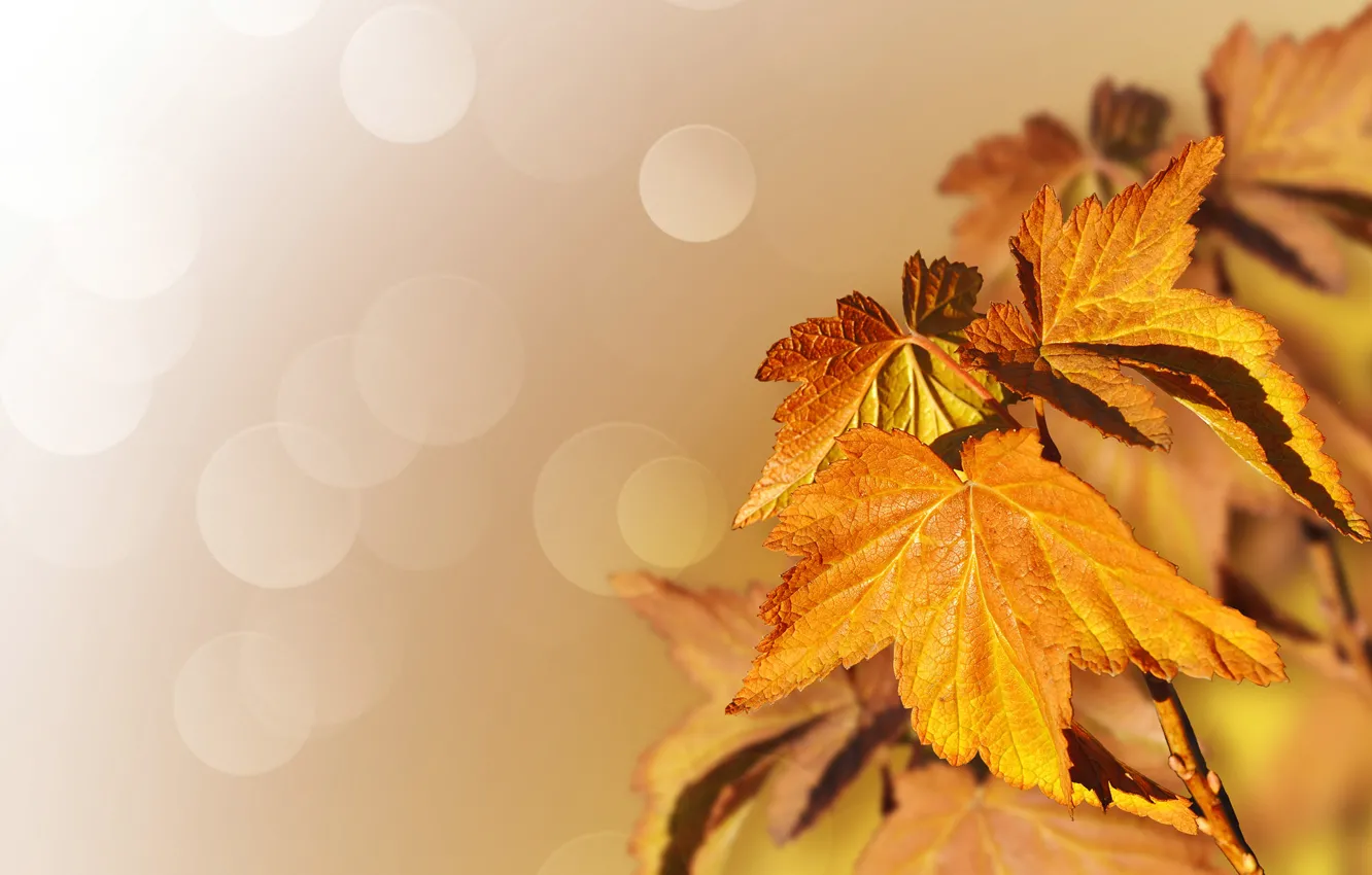 Photo wallpaper autumn, leaves, nature, tree, maple, bokeh, Larisa Koshkina