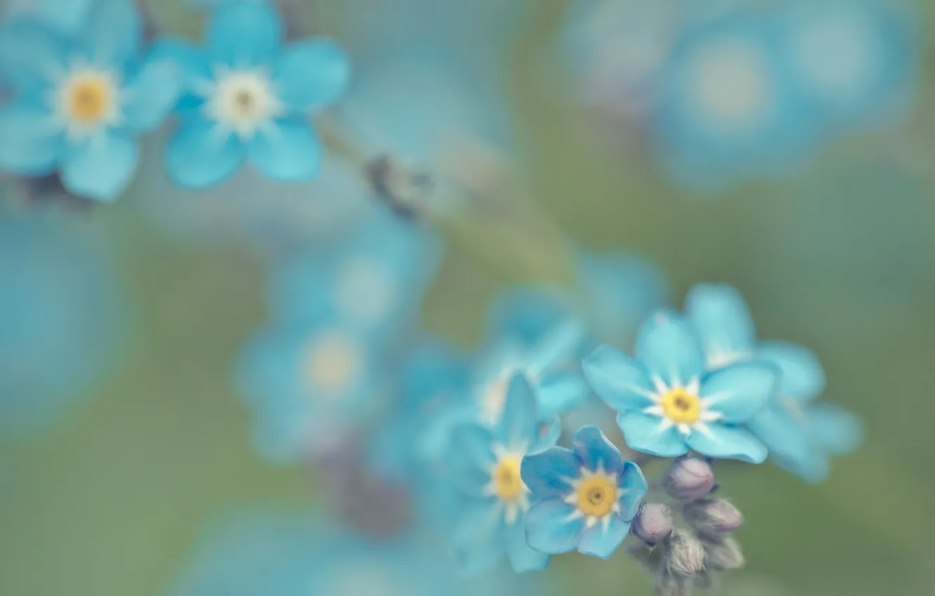 Photo wallpaper nature, plant, focus, petals, blur, forget-me-nots