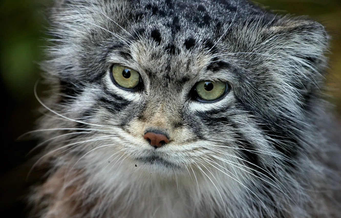 Photo wallpaper cat, predator, of Pallas, manul