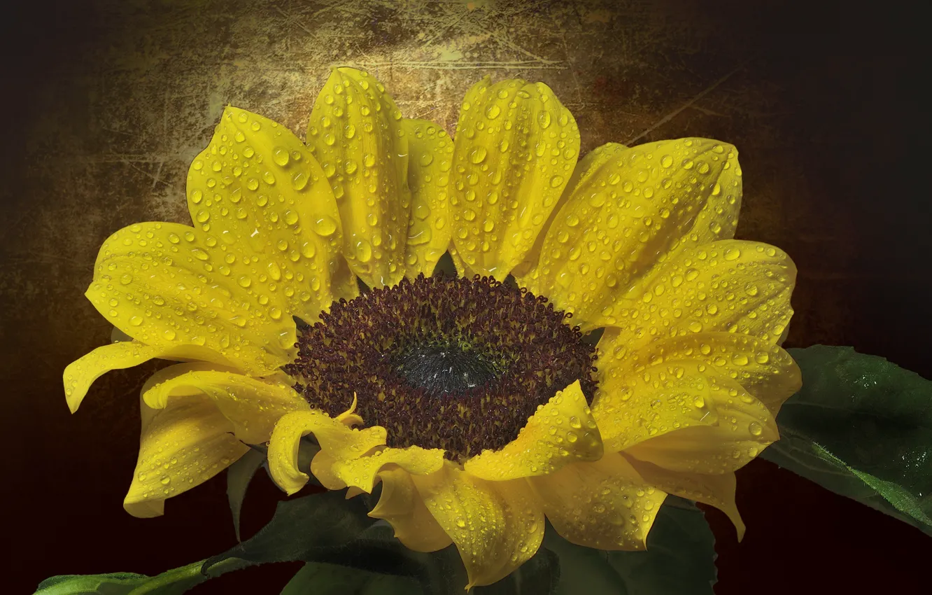 Photo wallpaper drops, macro, sunflowers, petals