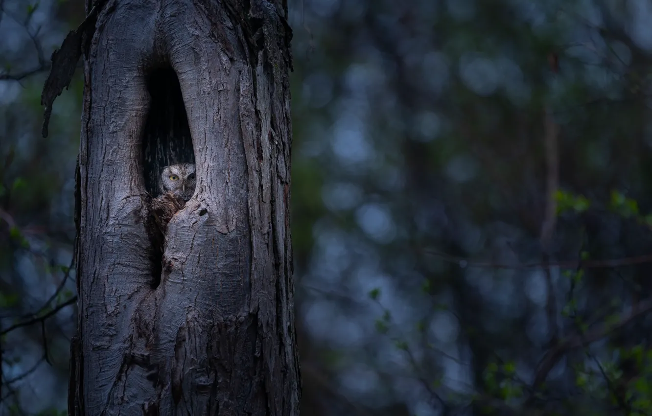 Photo wallpaper look, trees, branches, owl, bird, Peeps, the hollow