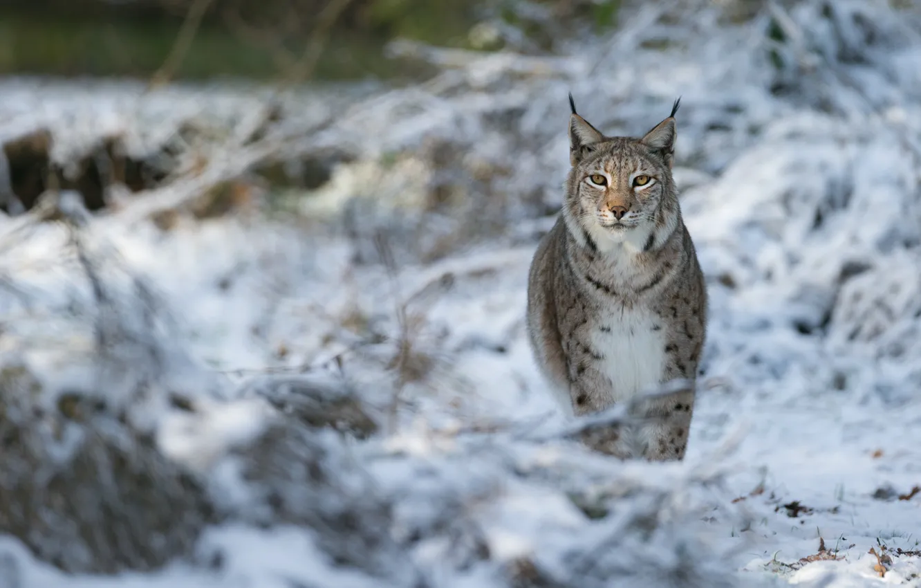 Photo wallpaper winter, snow, walk, lynx, bokeh