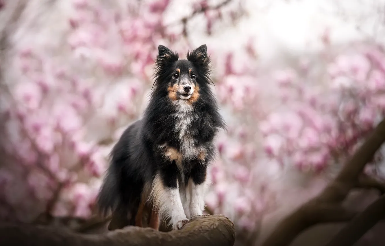 Photo wallpaper each, dog, spring