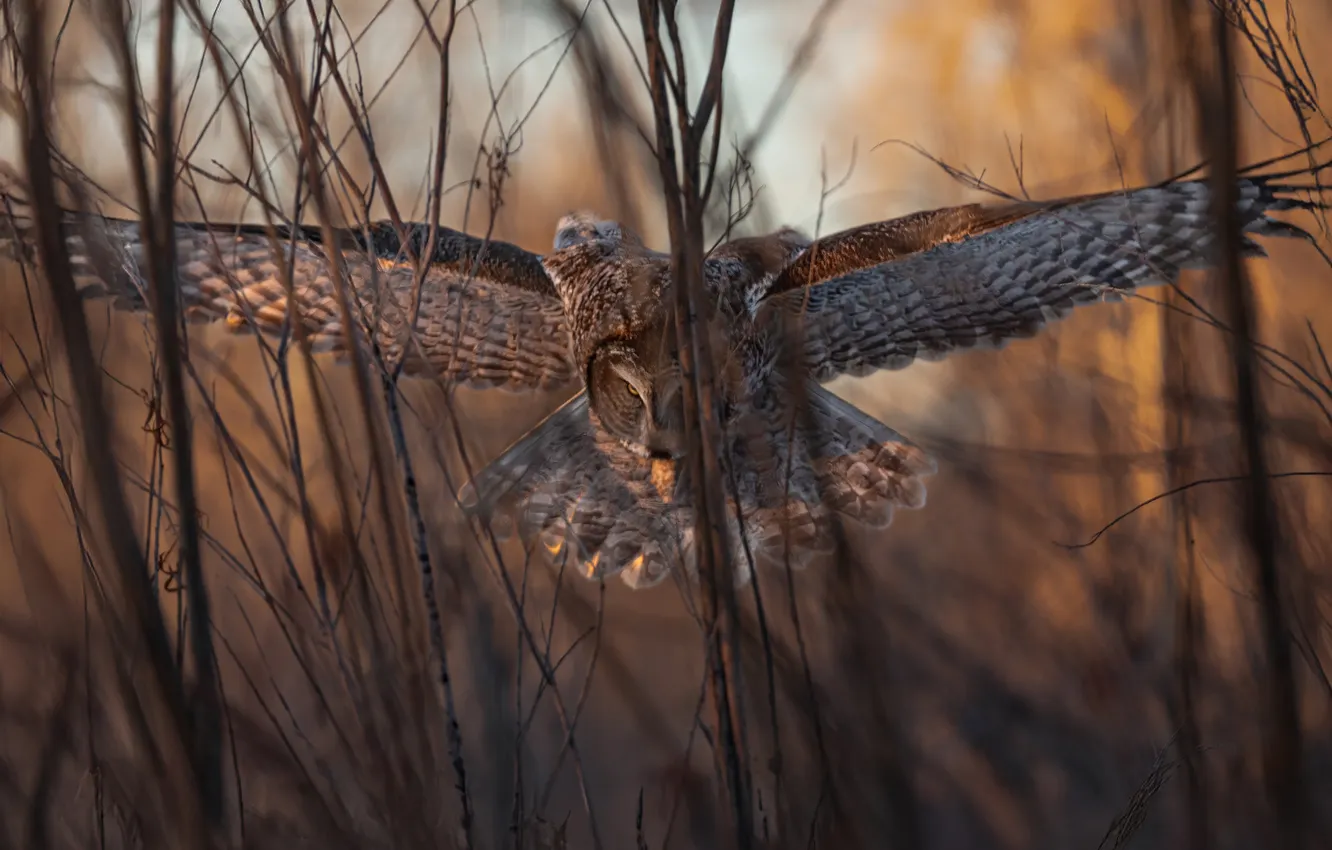 Photo wallpaper forest, light, flight, branches, pose, owl, bird, the bushes