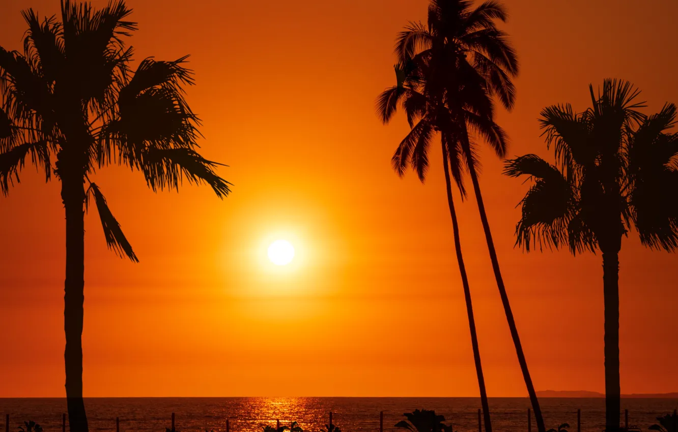 Photo wallpaper sky, sea, sun, orange, palm trees