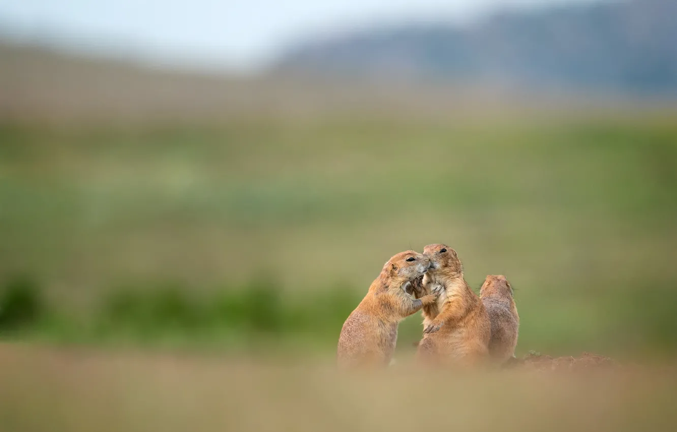 Photo wallpaper field, the sky, pose, trio, gopher, bokeh