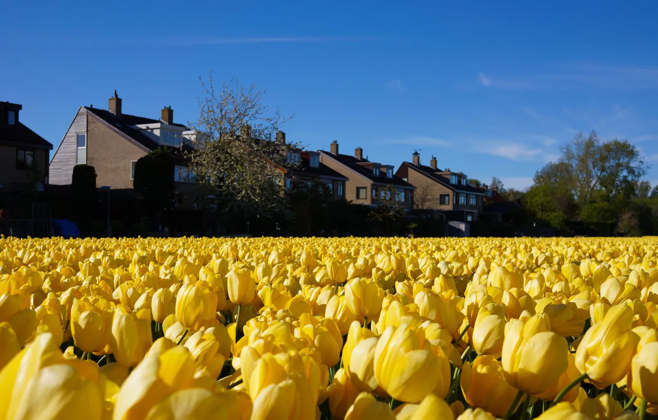 Photo wallpaper field, the sky, trees, flowers, yellow, blue, home, spring