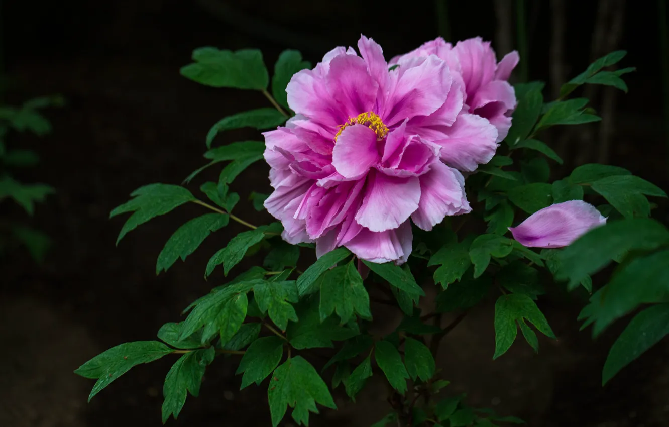 Photo wallpaper leaves, flowers, garden, pink, peonies