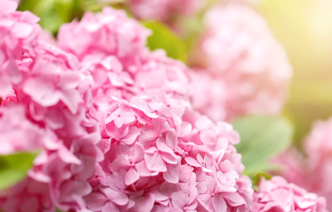 Photo wallpaper macro, flowers, blur, pink, bokeh, hydrangea
