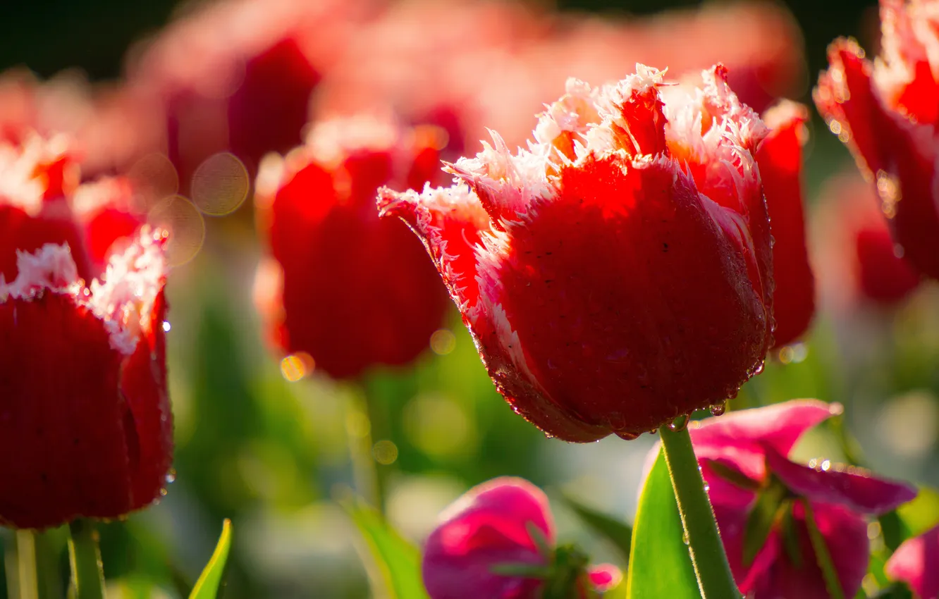 Photo wallpaper macro, light, flowers, spring, garden, tulips, red, flowerbed