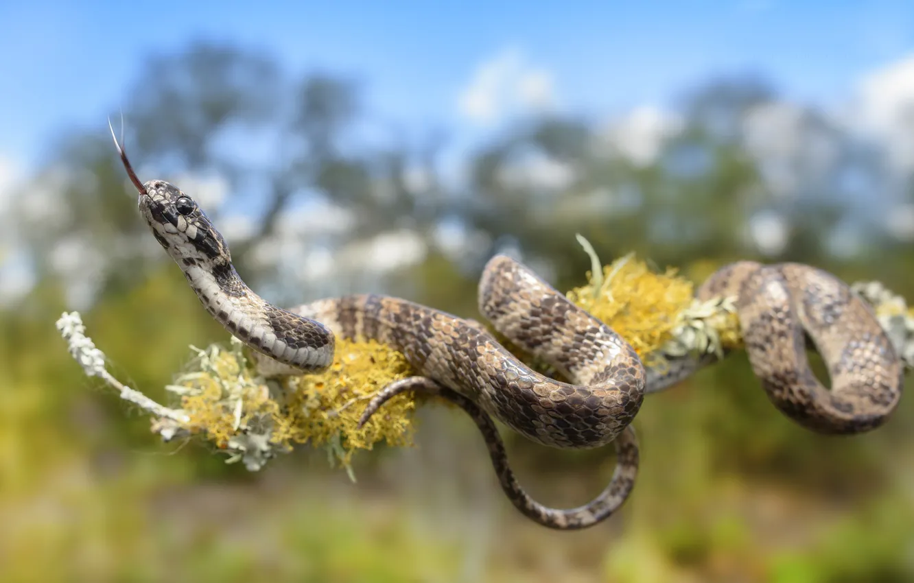 Photo wallpaper language, background, snake