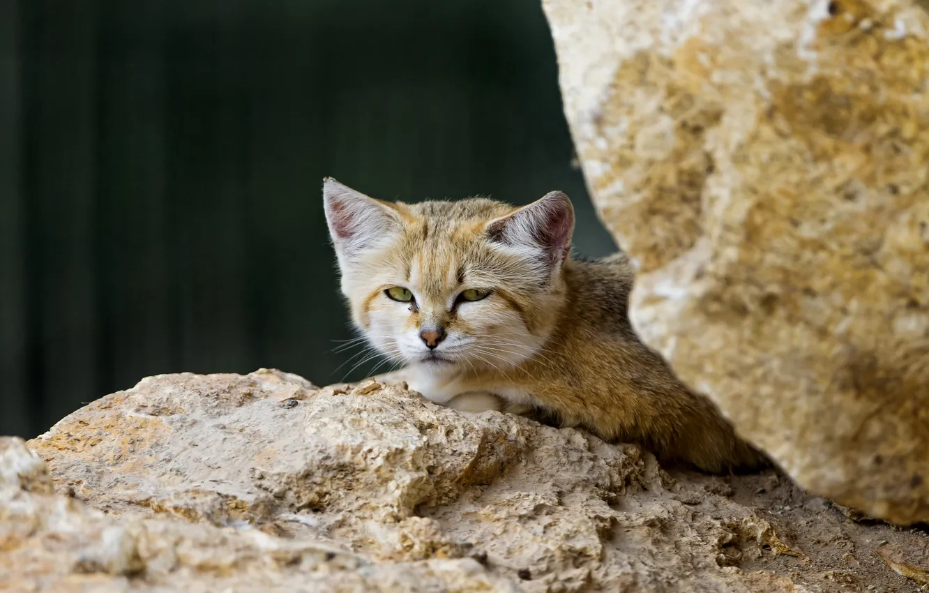 Photo wallpaper cat, stones, sandy the cat, ©Tambako The Jaguar, sand cat