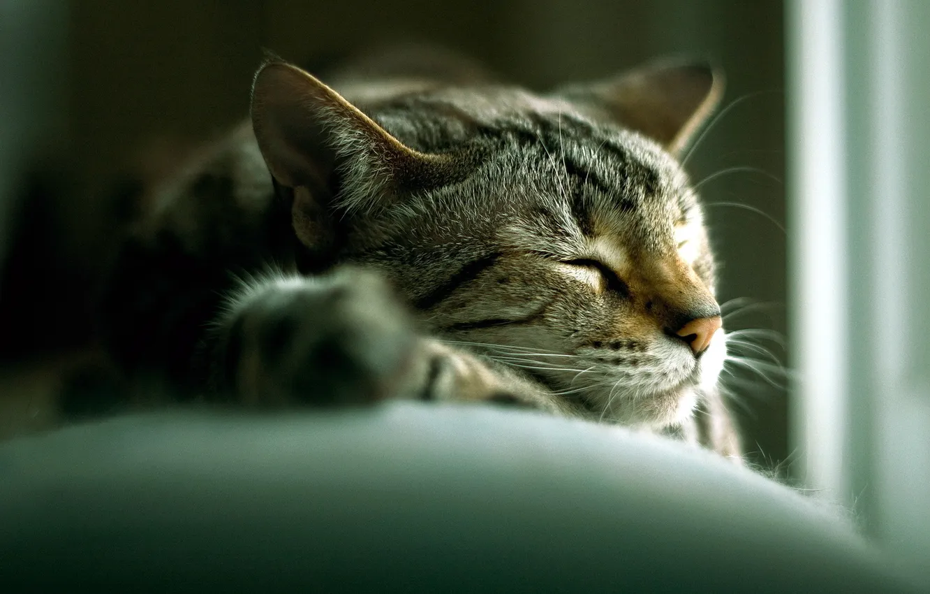 Photo wallpaper cat, house, sleep