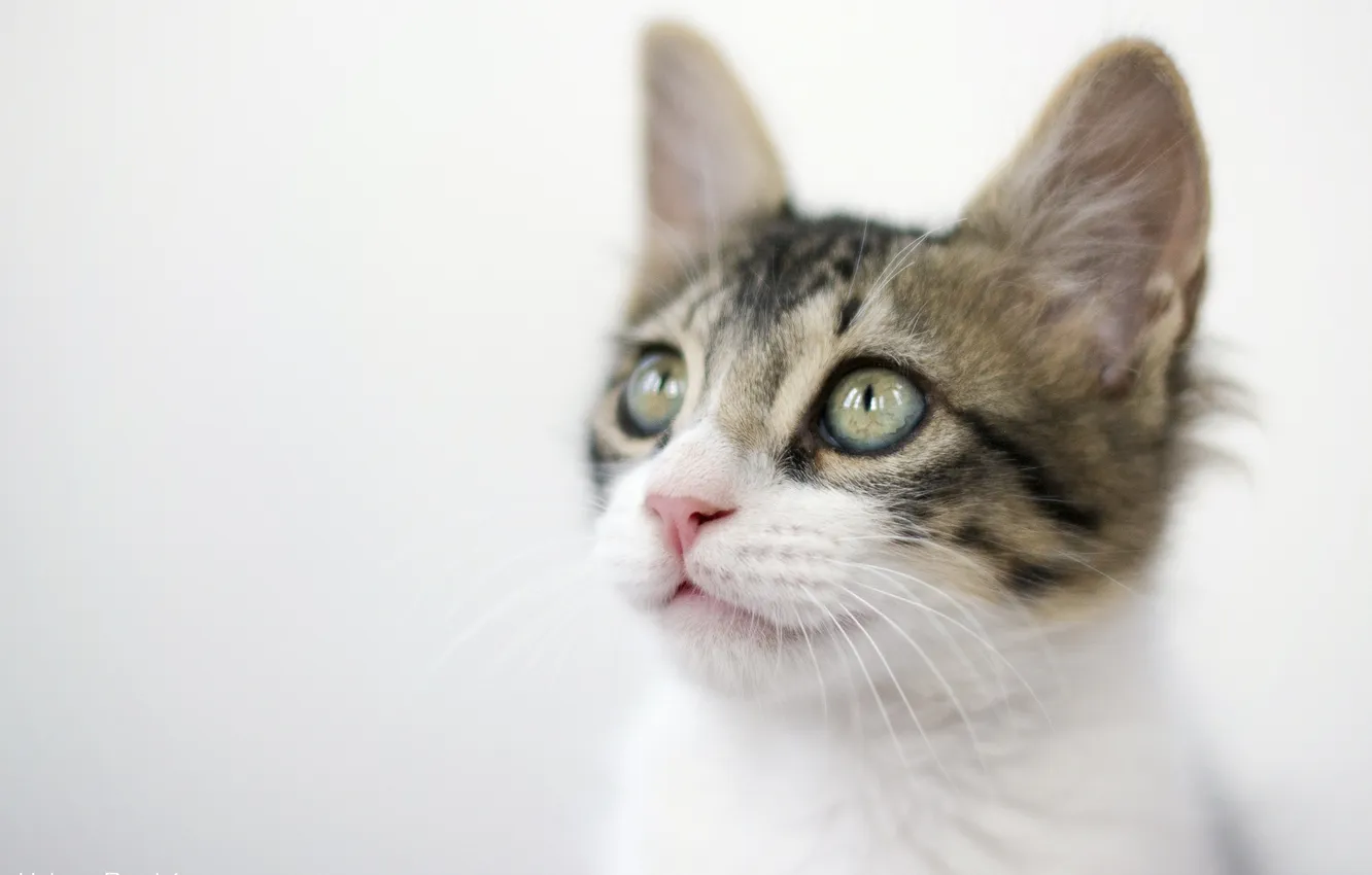 Photo wallpaper cat, muzzle, kitty, light background