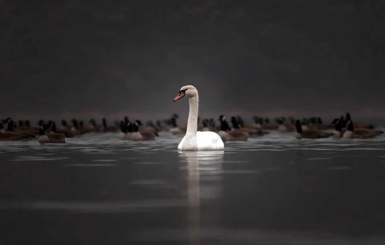 Photo wallpaper nature, duck, swans
