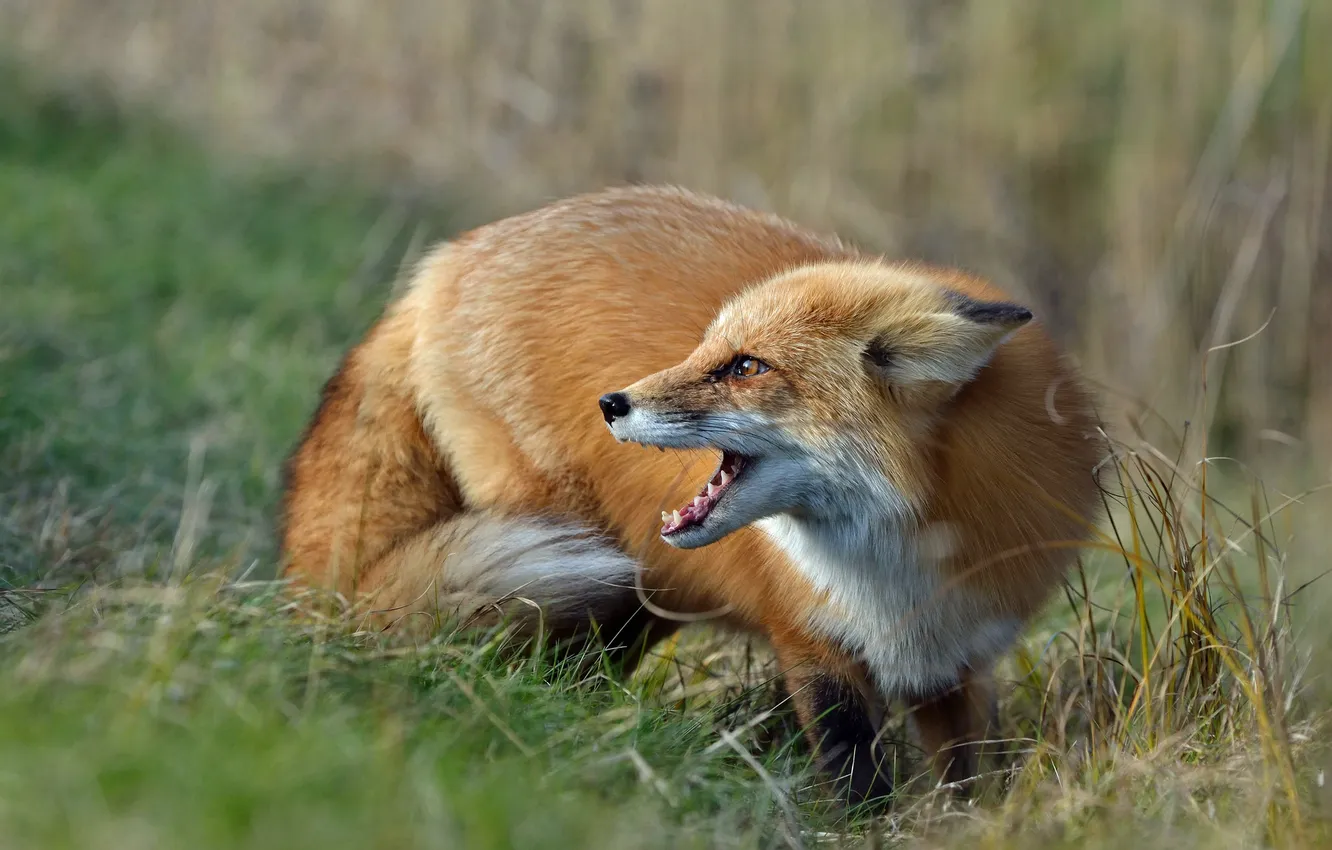 Photo wallpaper grass, Fox, profile, Fox