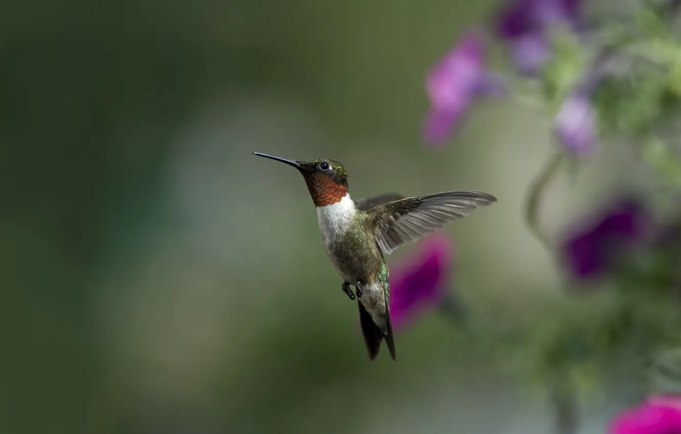 Photo wallpaper flowers, bird, focus, blur, Hummingbird