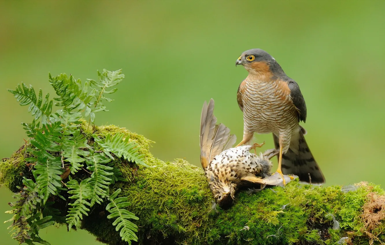 Photo wallpaper nature, background, bird