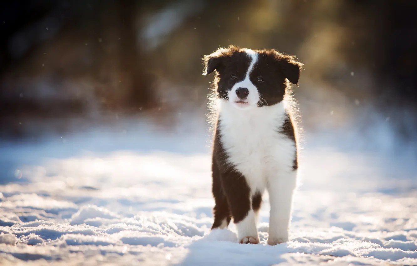 Photo wallpaper winter, look, snow, each, dog