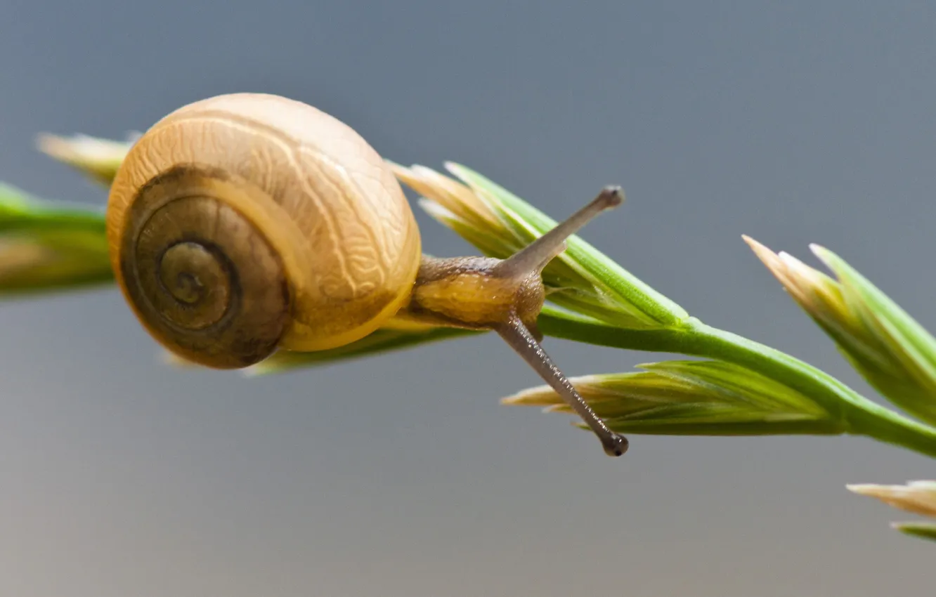 Photo wallpaper snail, stem, bokeh