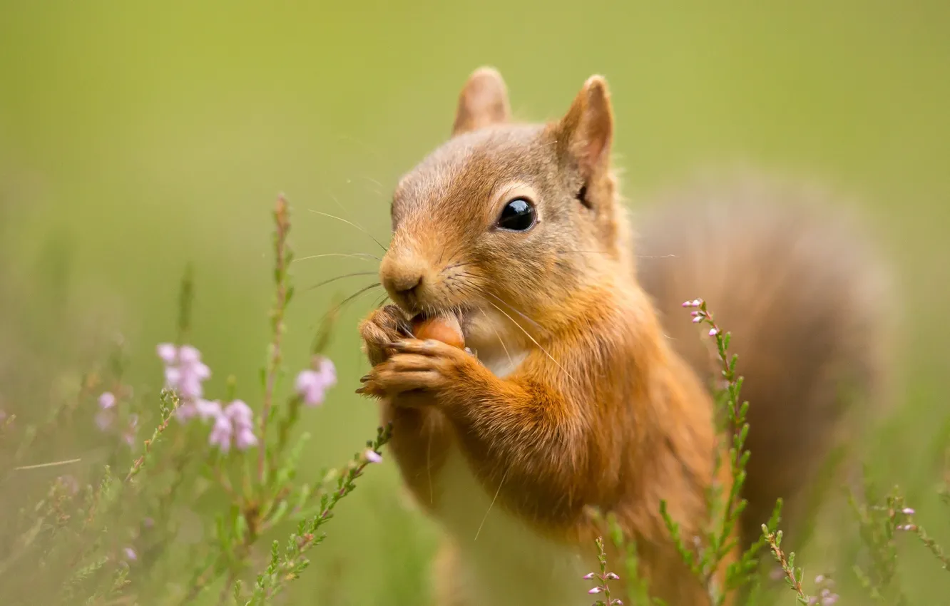 Photo wallpaper grass, protein, red