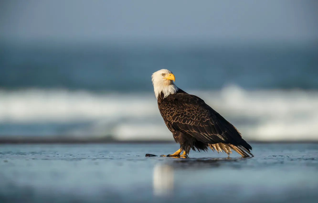 Photo wallpaper sea, bird, shore, pond, bald eagle