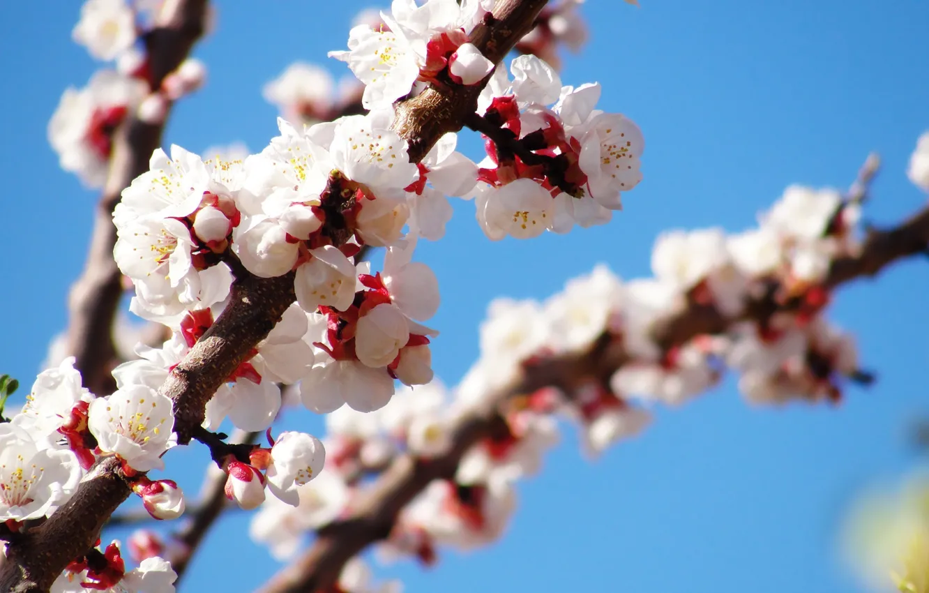 Photo wallpaper Tree, spring, flowering