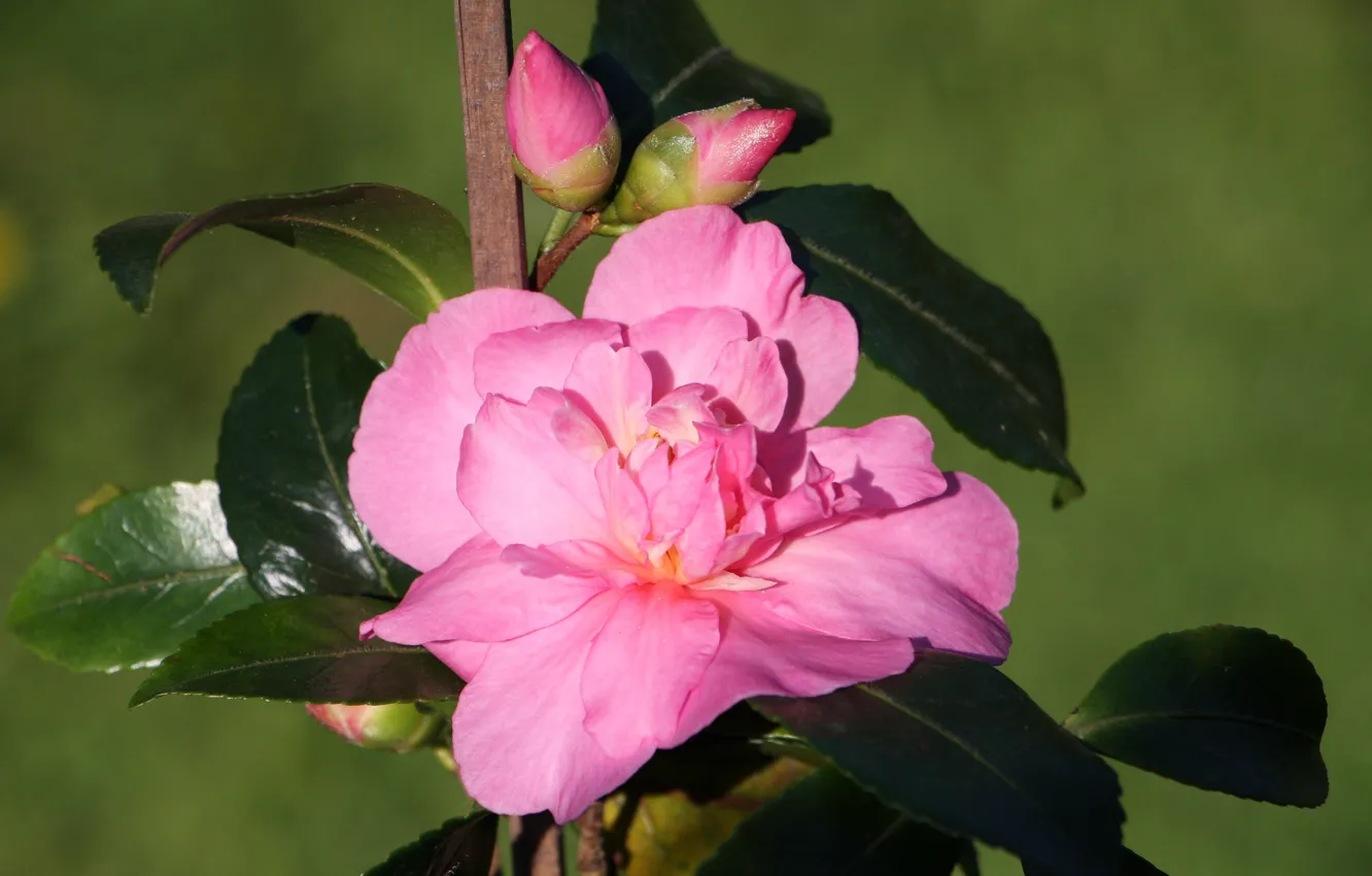 Photo wallpaper summer, flowers, flowering, shrub, Camellia