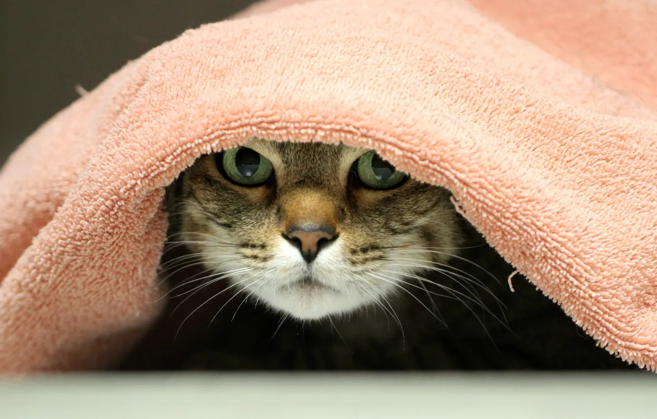 Photo wallpaper eyes, cat, towels
