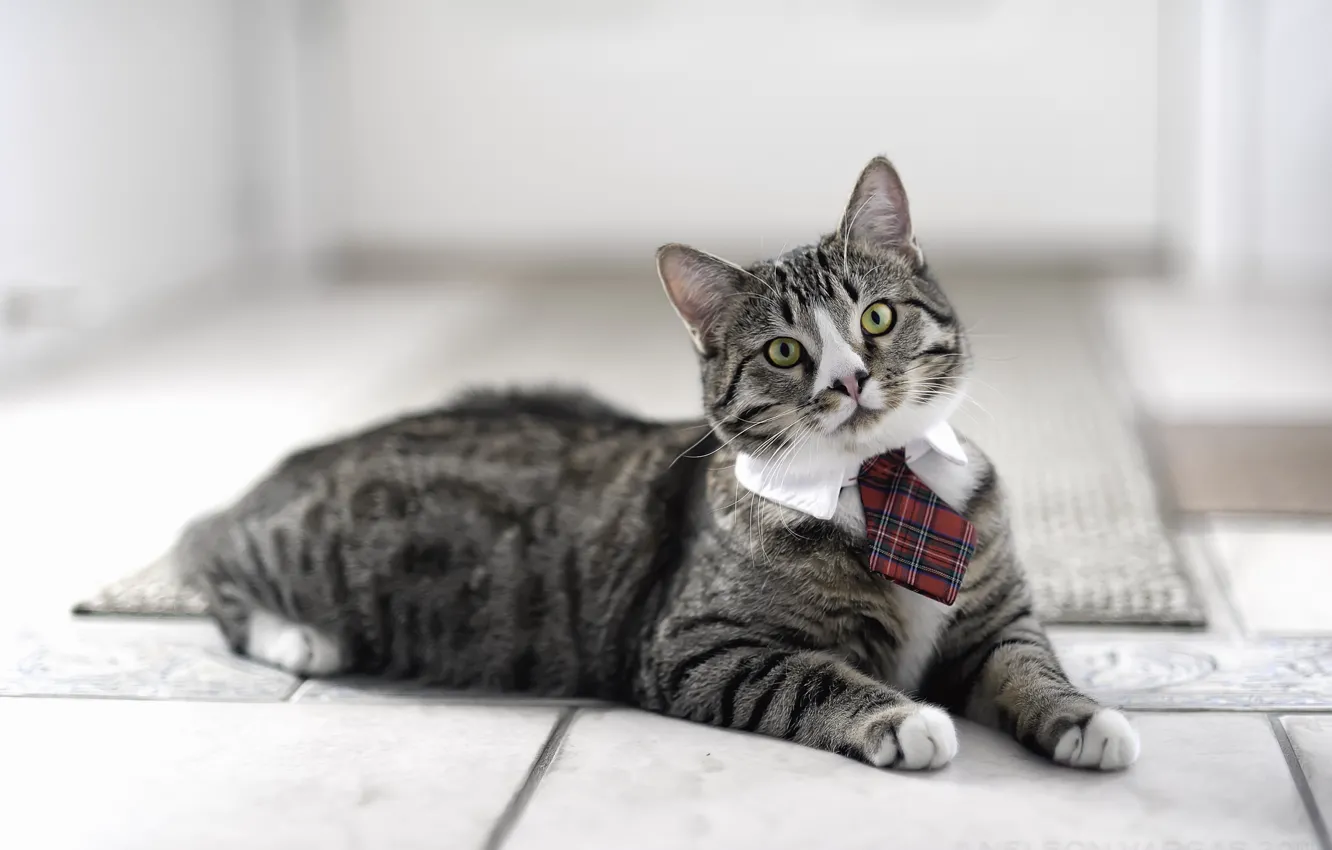 Photo wallpaper cat, tie, looks, Kote