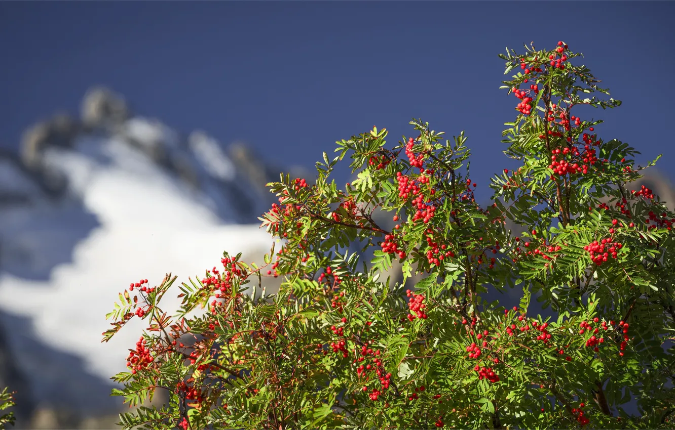 Photo wallpaper mountains, branches, berries, Bush, bokeh