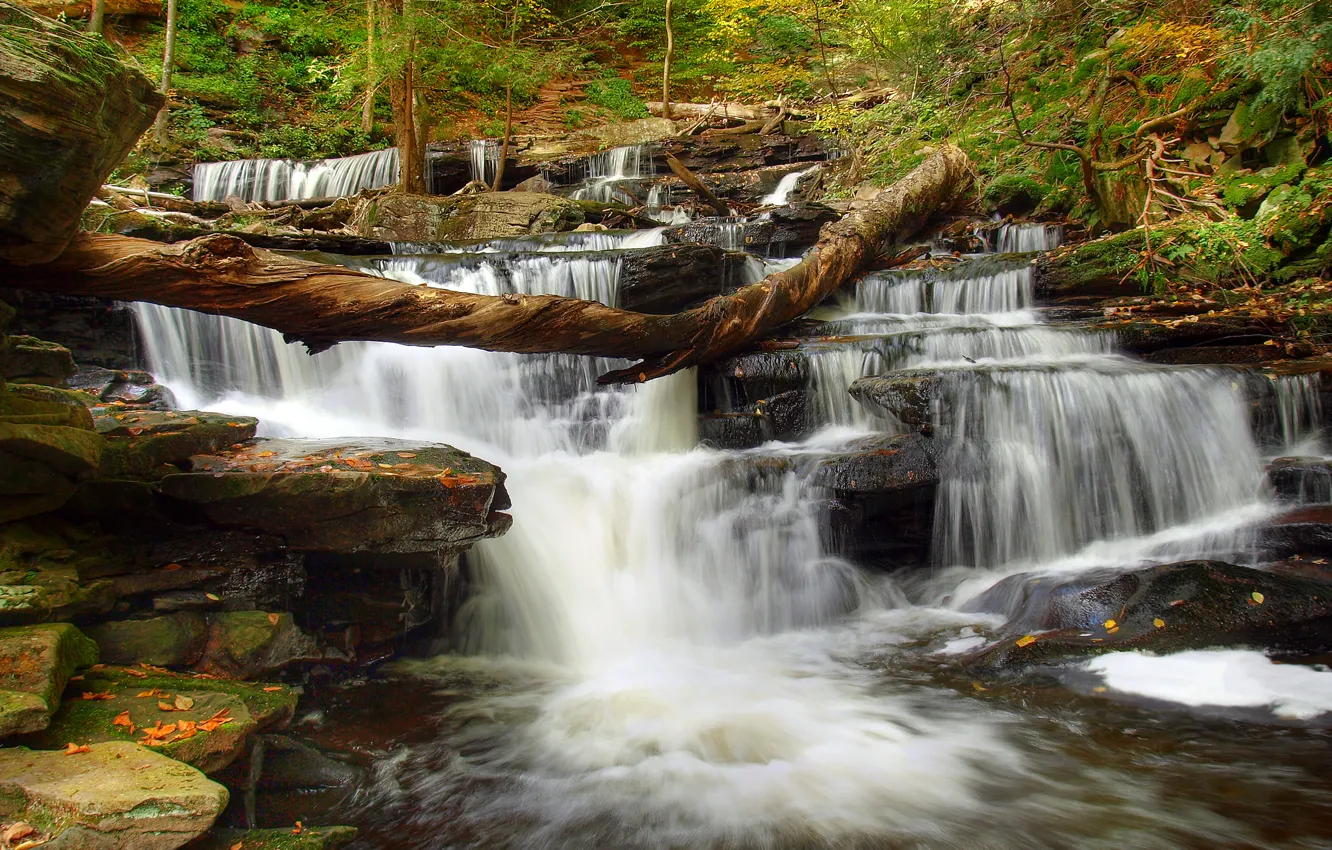 Photo wallpaper forest, trees, river, stones, waterfall, stream, thresholds