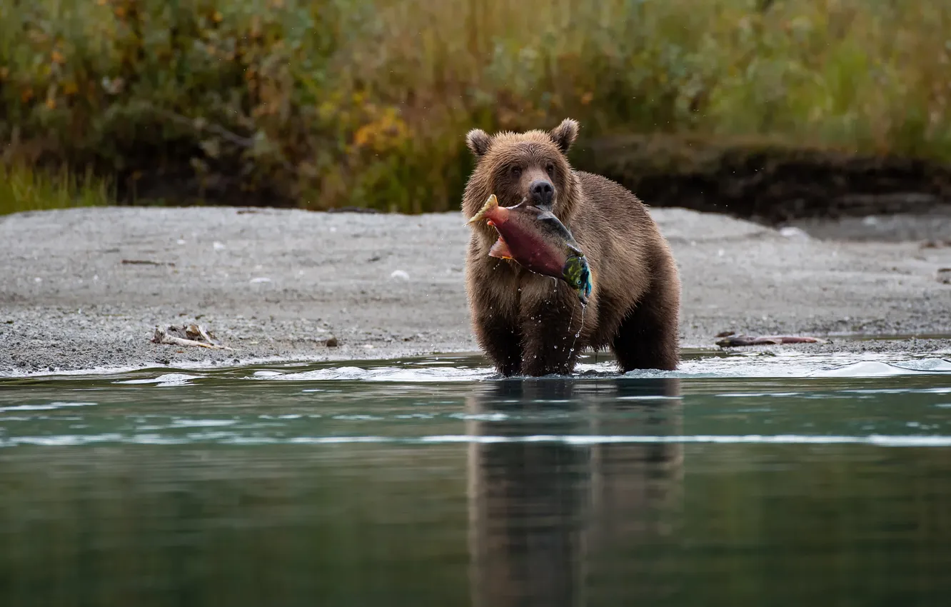 Photo wallpaper autumn, look, nature, pose, river, fish, bear, bear