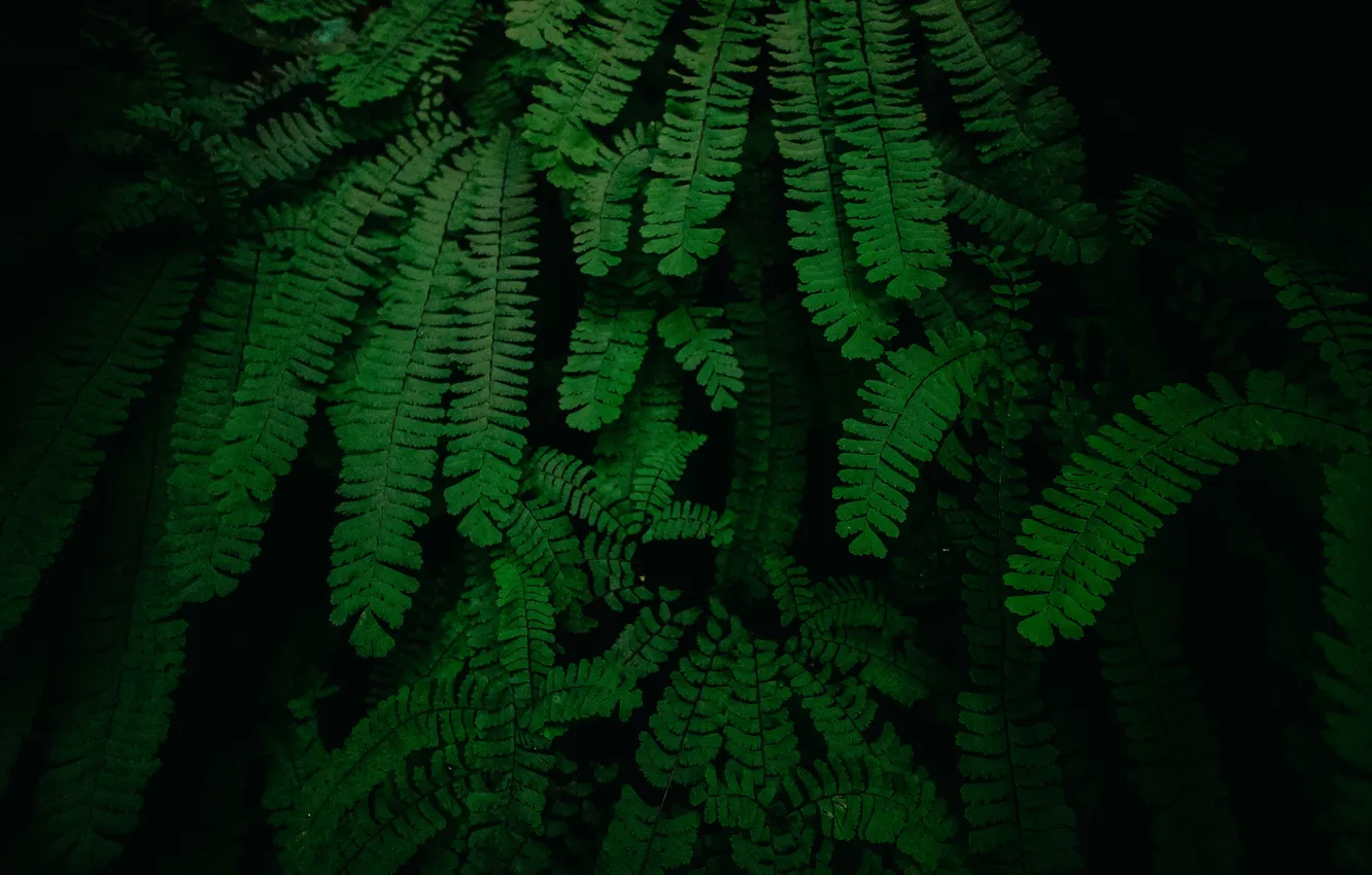 Photo wallpaper nature, night, leaves