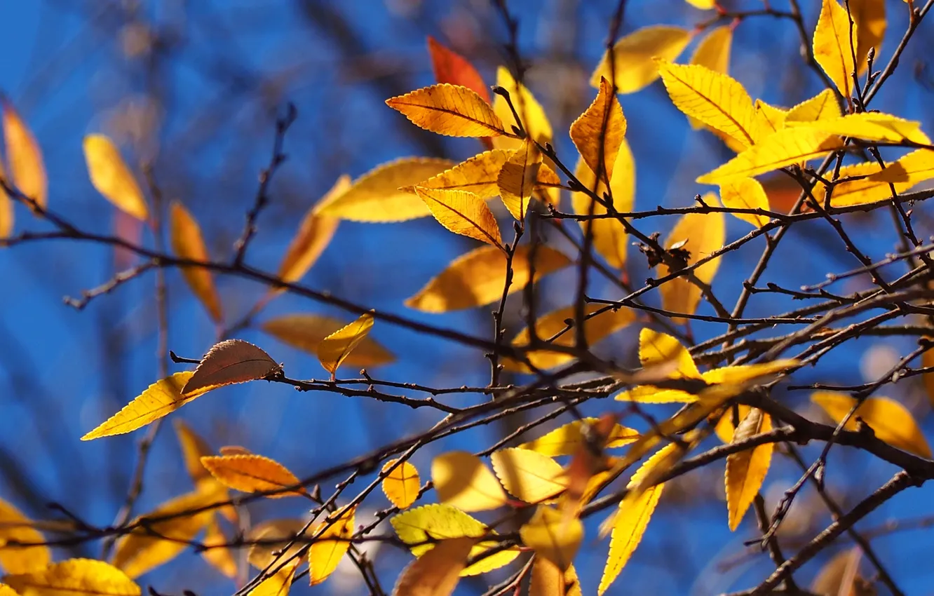 Photo wallpaper autumn, the sky, leaves, branches