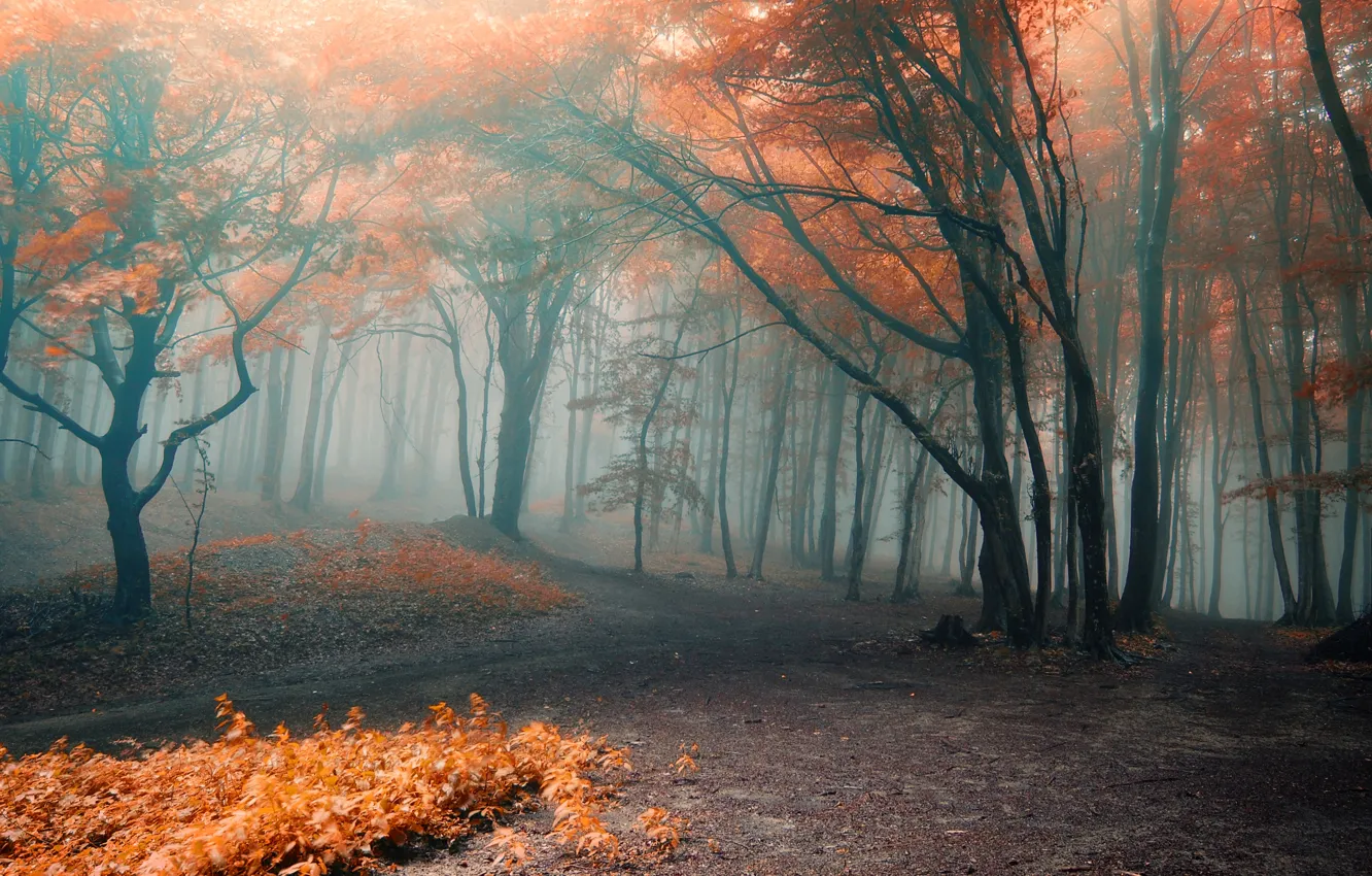 Photo wallpaper autumn, forest, leaves, trees, branches, nature, fog, orange