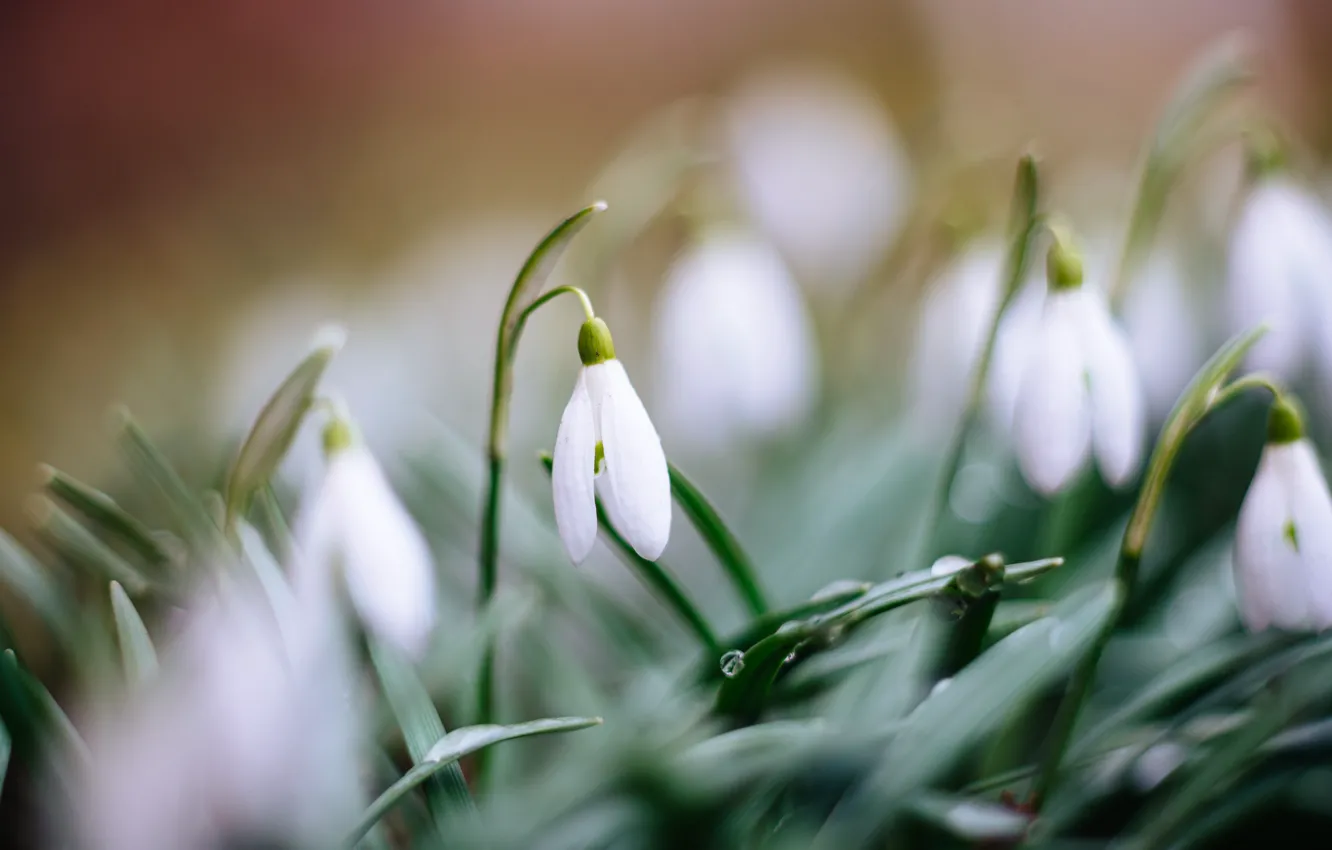 Photo wallpaper drops, macro, flowers, nature, spring, snowdrops, primrose, Ox