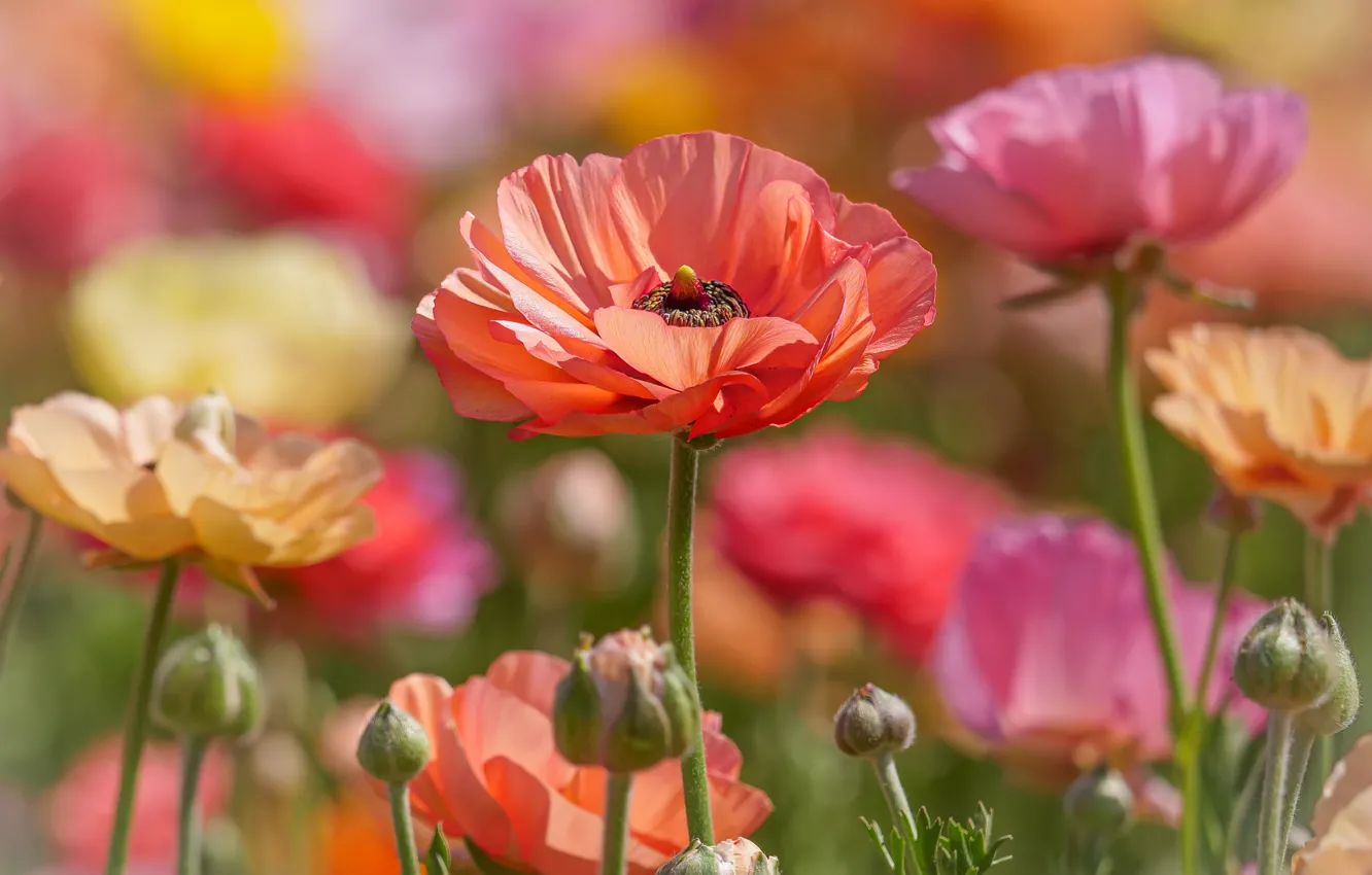 Photo wallpaper buds, bokeh, Ranunculus