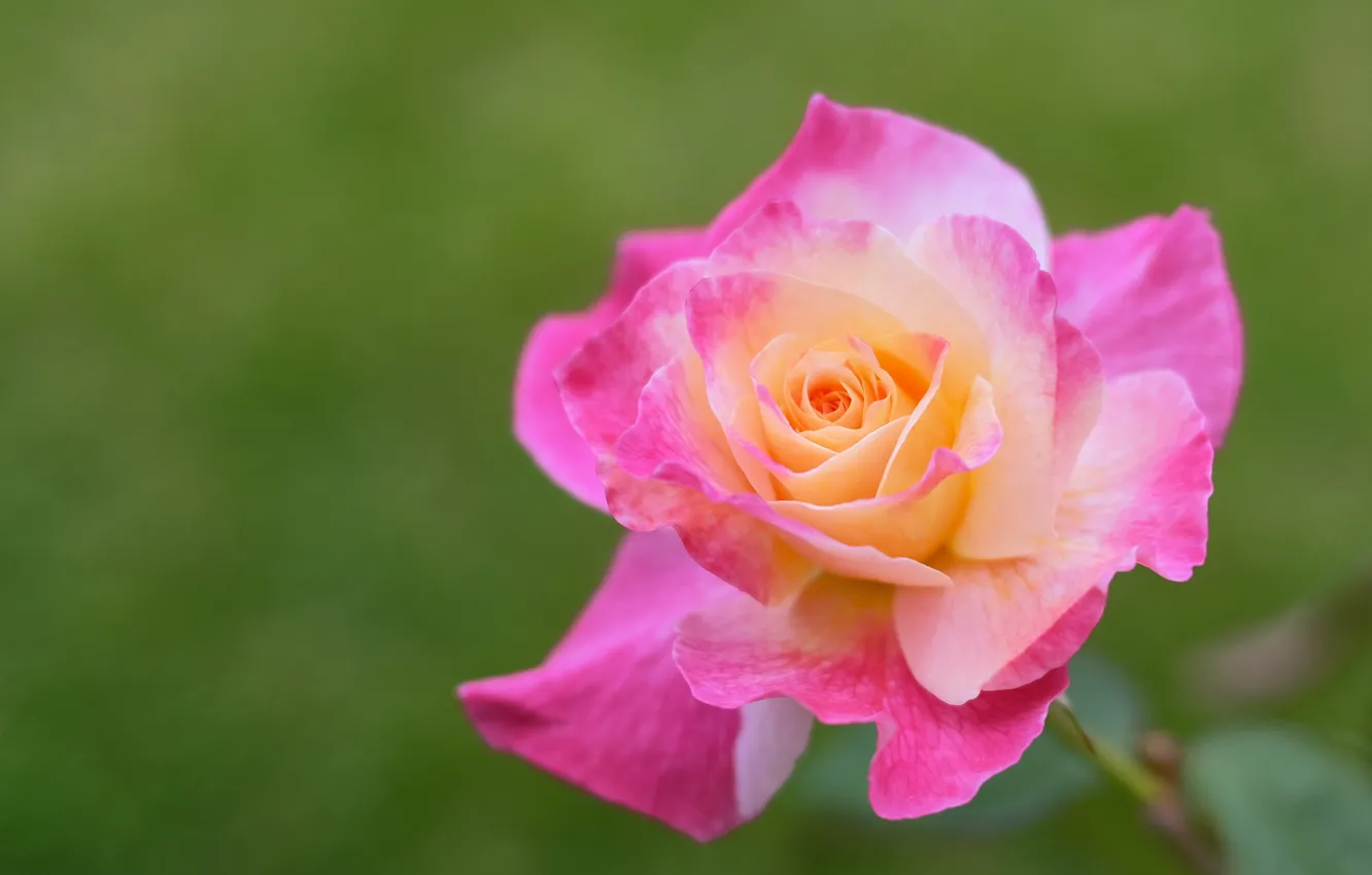 Photo wallpaper background, roses, petals, pink