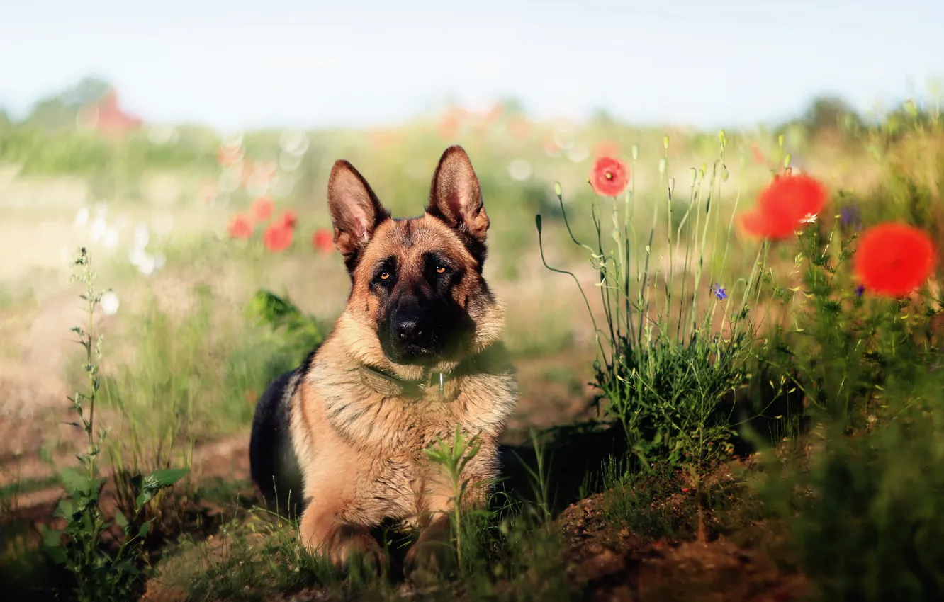 Photo wallpaper look, each, dog, shepherd