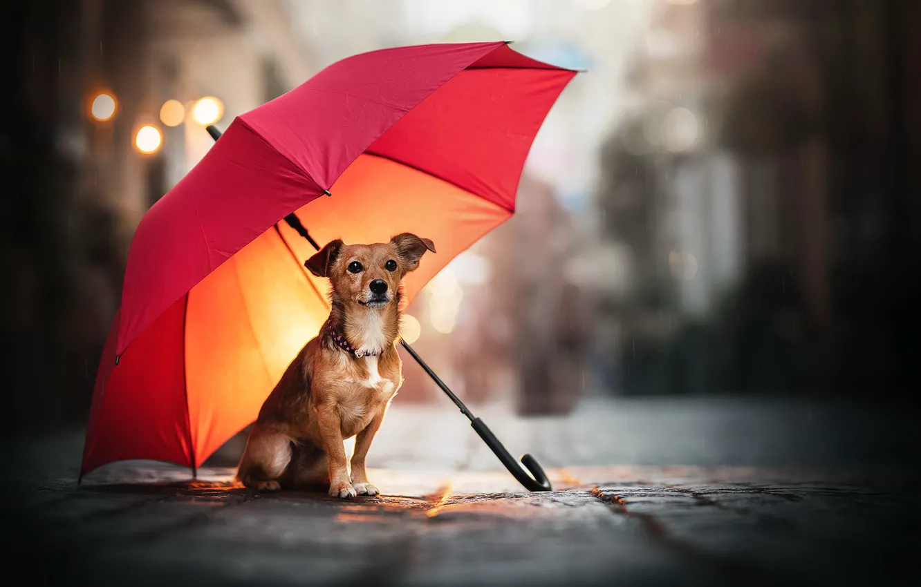 Photo wallpaper street, dog, umbrella
