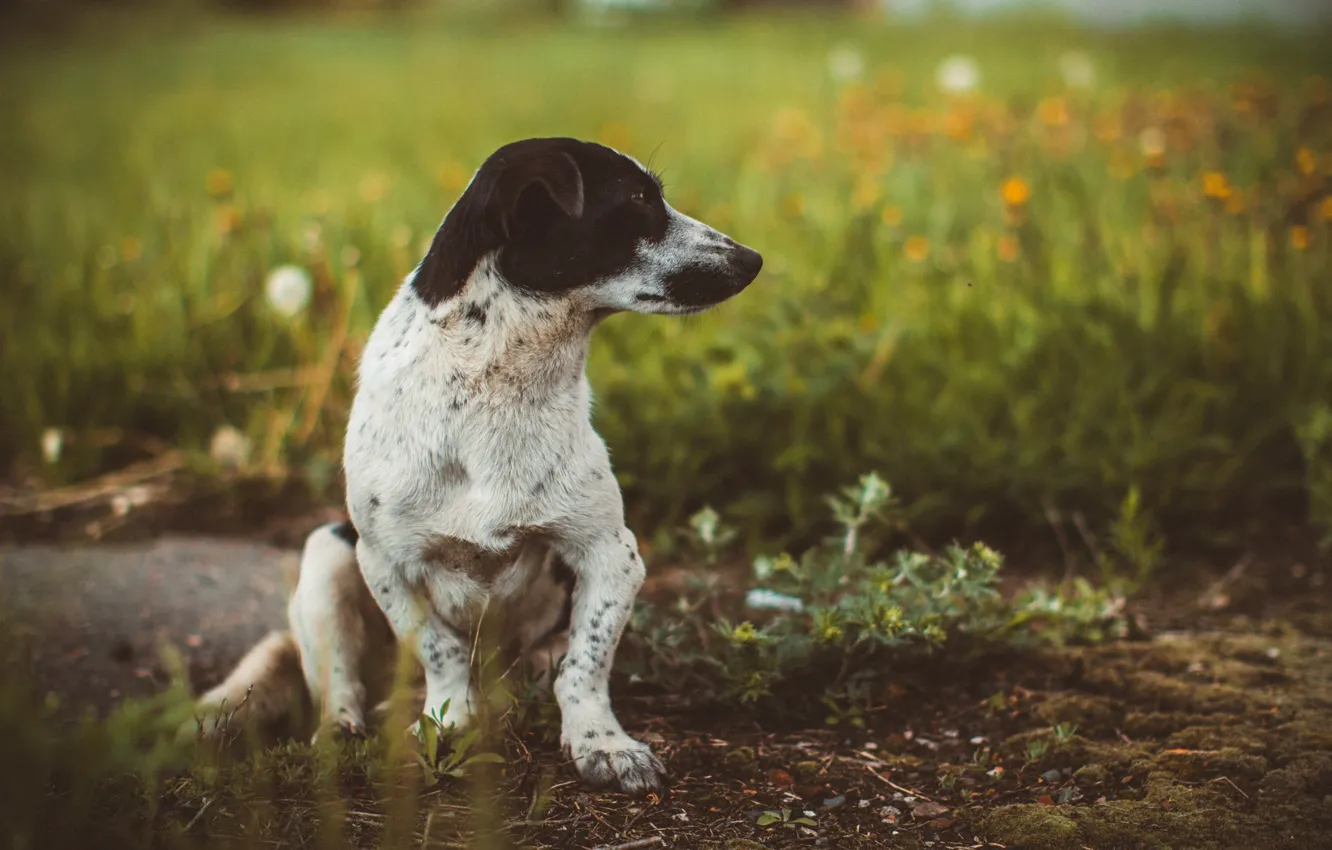 Photo wallpaper look, animal, dog
