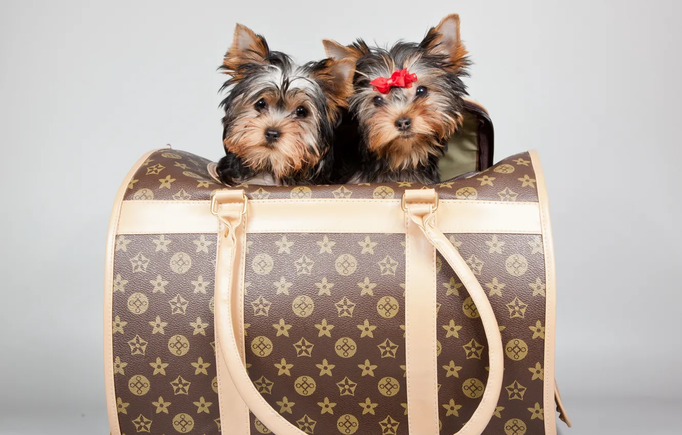 Photo wallpaper puppies, bag, bow, Terriers, Louis Vuitton
