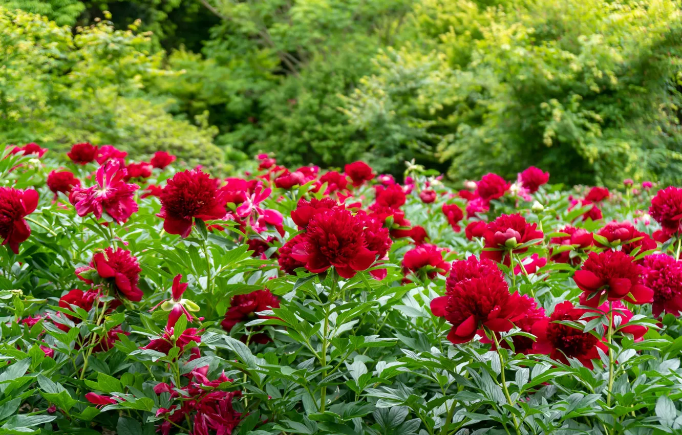 Photo wallpaper flowers, red, peonies