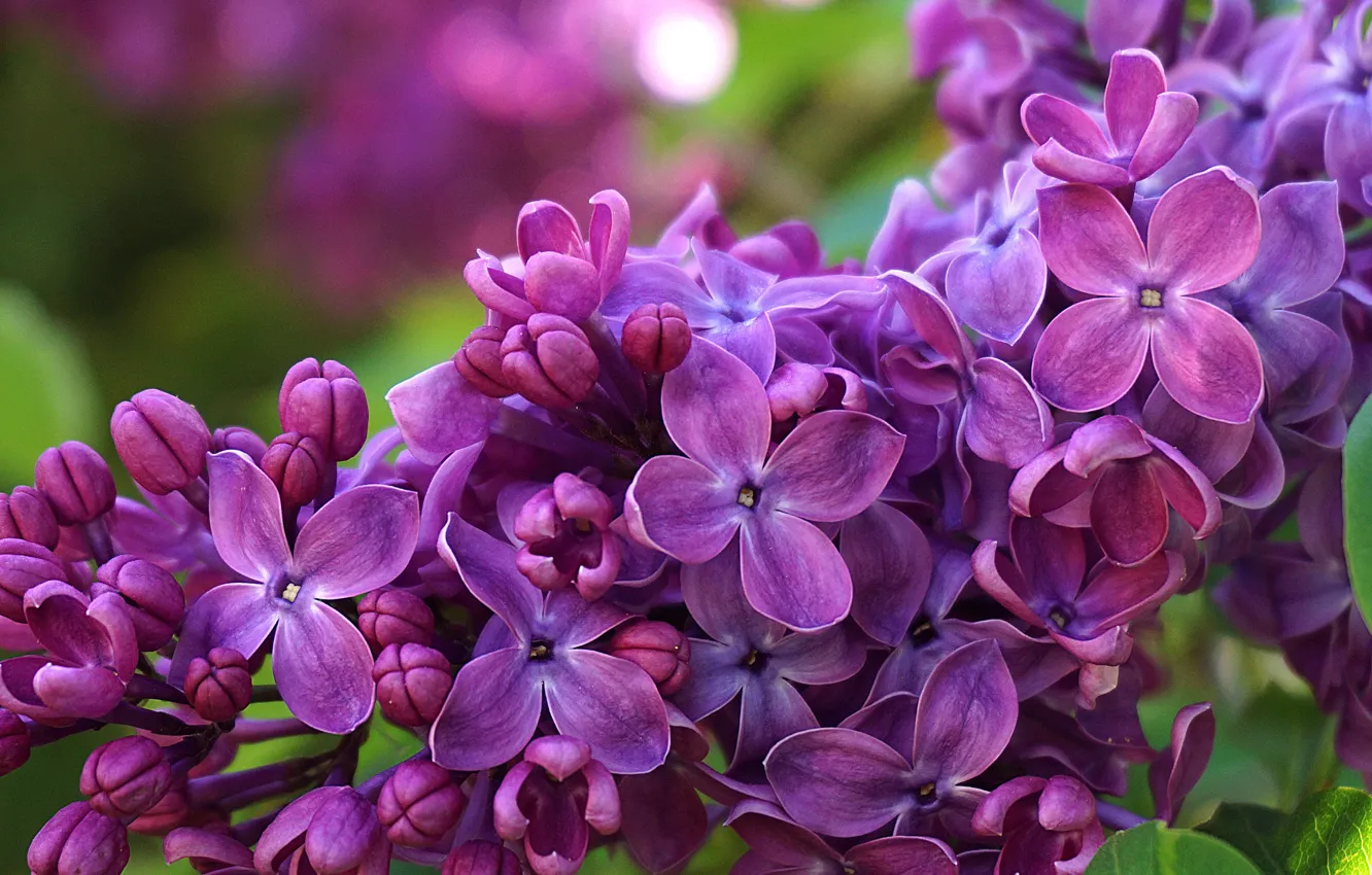 Photo wallpaper macro, flowers, spring, lilac